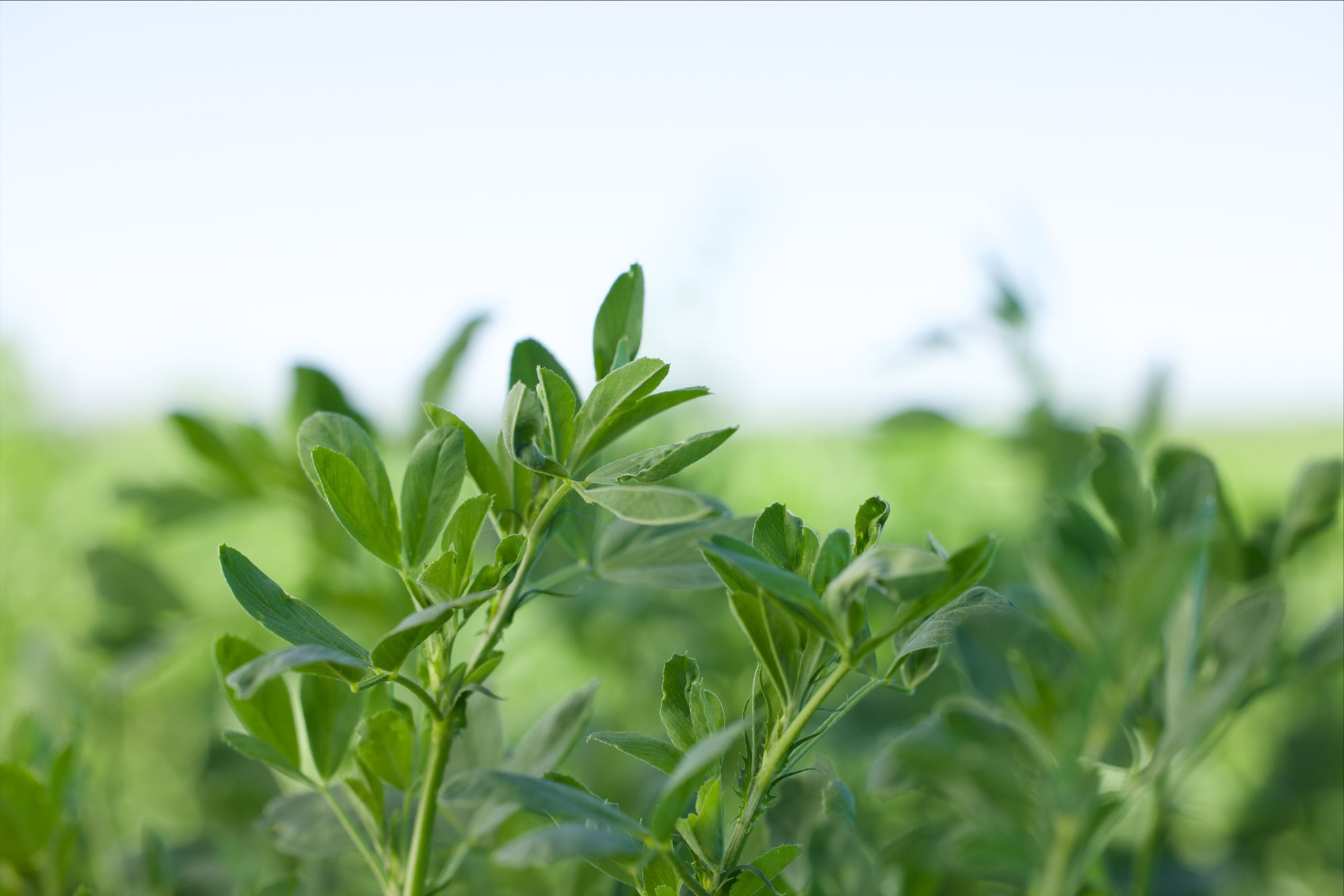 Forage Genetics International’s Roundup Ready Alfalfa Receives Import Approval from China