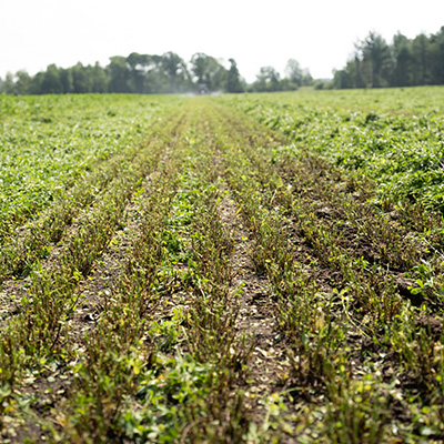 Weed Management Field